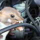Martens love to bite through coolant hoses, rubber axle and steering boots, and wiring. Photo: GDV